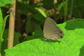 King's Hairstreak